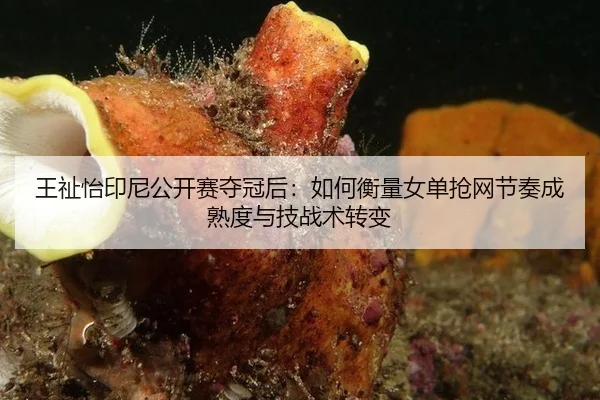 王祉怡印尼公开赛夺冠后：如何衡量女单抢网节奏成熟度与技战术转变