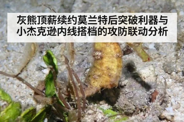 灰熊顶薪续约莫兰特后突破利器与小杰克逊内线搭档的攻防联动分析